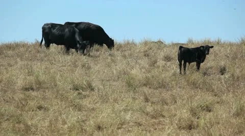 Cows, alberta canada Stock Footage 11824626