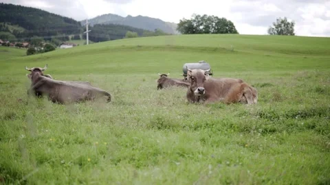 Cows in the Allgäu, Bavaria Video stock 137023334