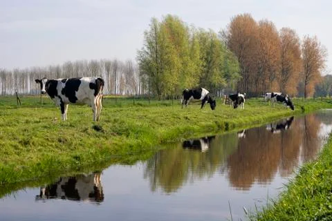 Cows along a ditch Stock Photos