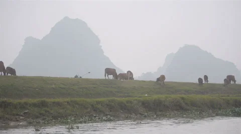 COWS ALONG VIETNAMESE RIVER Stock Footage 35531326