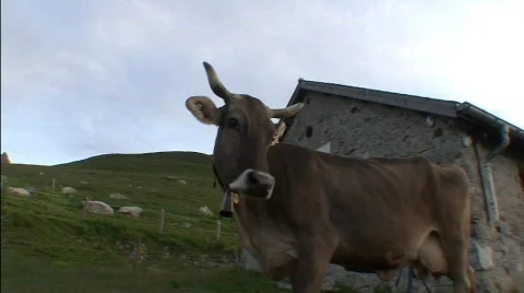 Cows On the Alp 2 Stock Footage 516563