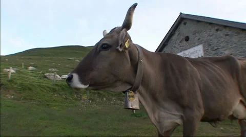 Cows On The Alp 6 스톡 동영상 8834168
