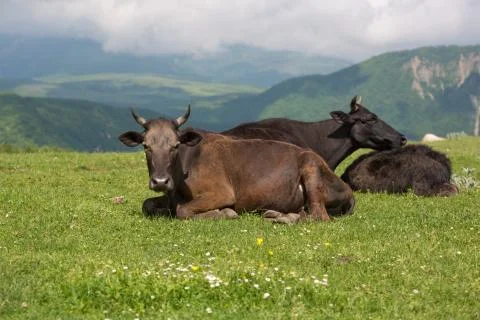 Cows on the alp fields. A cows is sitting at an alpine meadow in the alps. Stock Photos