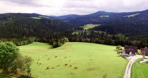 Cows On Alpine Grassland.mp4 Stock Footage 55572184