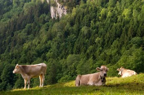 Cows in a alpine meadow Stock Photos