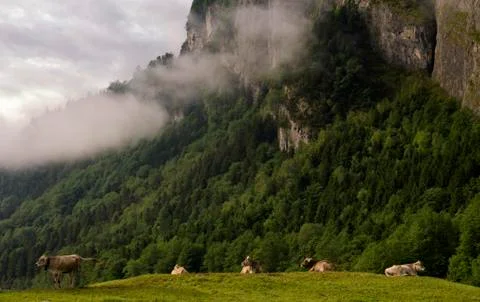 Cows in a alpine meadow Stock Photos