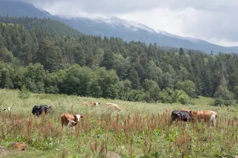 Cows in alpine meadows Stock Photos