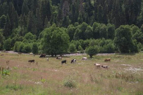 Cows in alpine meadows 스톡 사진
