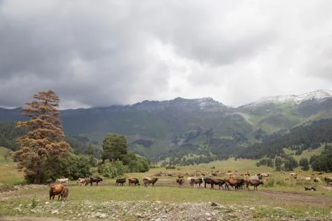 Cows in alpine meadows 写真素材