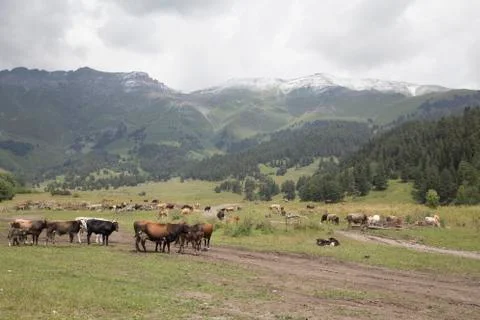 Cows in alpine meadows 스톡 사진