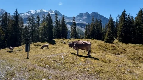 Cows on alpine pasture meadow, mountain background, hiking trail, tourism, trave Vídeo Stock 345682801