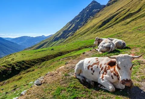 Cows on alpine pasture. Stock Photos