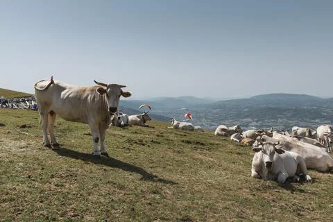 Cows on the alpine pasture 스톡 사진