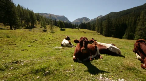Cows in alpine surrounding Stock Footage 29592125