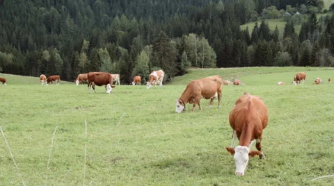 Cows In Alps Stock Footage 56736869