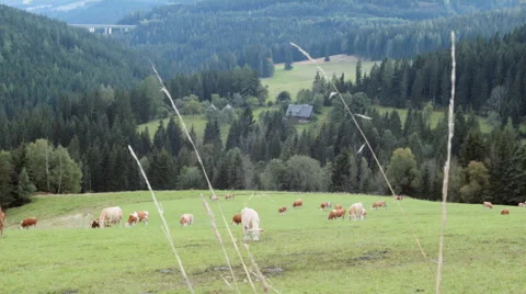 Cows In Alps In Front Of Bridge Stock-Footage 56738884