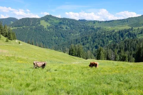 Cows in the alps, germany Stock Photos