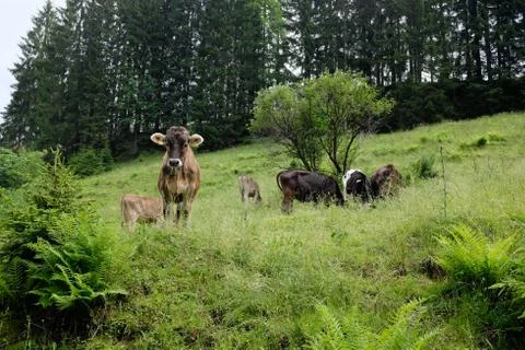 Cows in the alps, germany Stock Photos