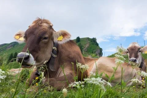 Cows in the alps, germany Stock Photos
