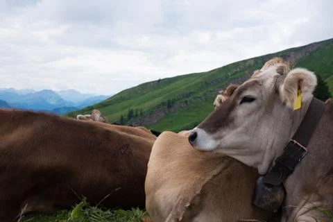 Cows in the alps, germany Foto stock