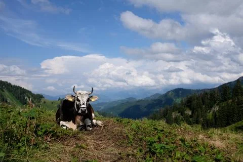 Cows in the alps, germany Stock Photos