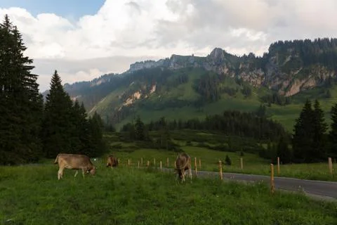 Cows in the alps, germany Stock Photos