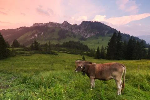 Cows in the alps, germany Stock Photos