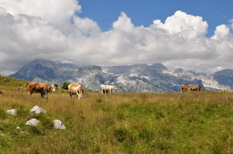 Cows in Alps Stock Photos