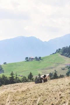 Cows on the alps watering. Fotos de archivo