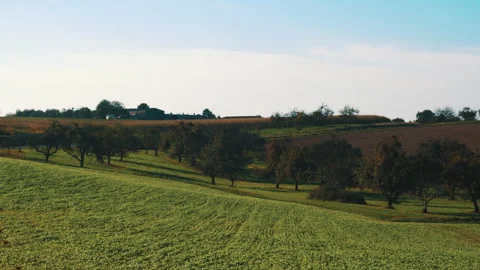 Cows and agriculture Stock Footage 202032718