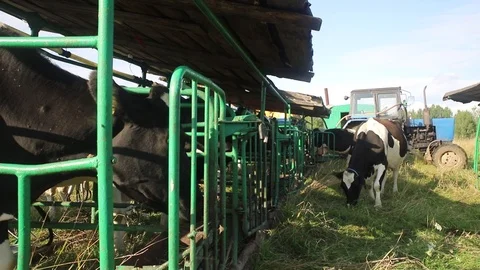 Cows in and around the mobile stall Stock Footage 113998164