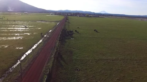Cows And Birds - Drone Stock Footage 61526499