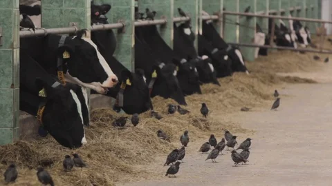 Cows and birds Stock Footage 87642762