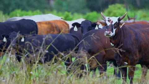 COWS AND BULL Stock Footage 162962460