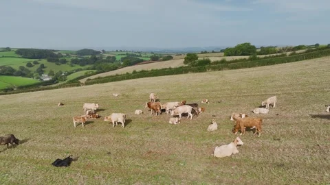 Cows and Bulls on Devon Fields and Farms from a drone, English Village, England Stock-Footage 249733117