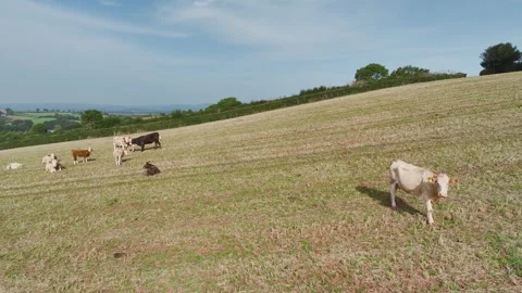 Cows and Bulls on Devon Fields and Farms from a drone, English Village, England Stock Footage 249733160
