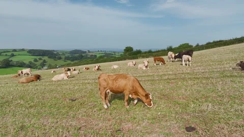 Cows and Bulls on Devon Fields and Farms from a drone, English Village, England Stock Footage 249733162