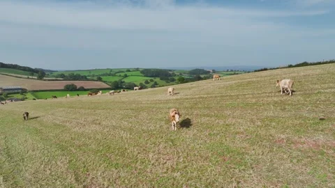 Cows and Bulls on Devon Fields and Farms from a drone, English Village, England Stock Footage 249733233
