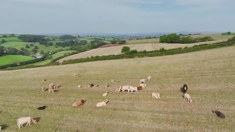 Cows and Bulls on Devon Fields and Farms from a drone, English Village, England 库存影片 249737760