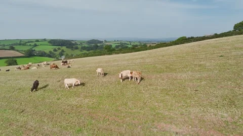 Cows and Bulls on Devon Fields and Farms from a drone, English Village, England Stock-Footage 249737782