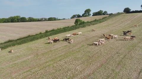 Cows and Bulls on Devon Fields and Farms from a drone, English Village, England Stock Footage 249737867