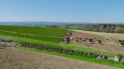 Cows and Bulls on Devon Fields and Farms from a drone, English Village Stockbeeldmateriaal 306551415