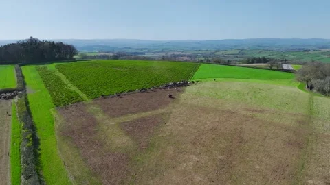 Cows and Bulls on Devon Fields and Farms from a drone, English Village Stock Footage 306551429