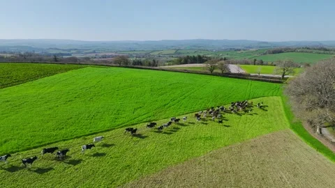 Cows and Bulls on Devon Fields and Farms from a drone, English Village Vidéo 306551430