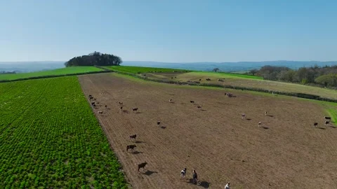 Cows and Bulls on Devon Fields and Farms from a drone, English Village Vidéo 306551438