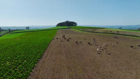 Cows and Bulls on Devon Fields and Farms from a drone, English Village Stock Footage 306551450