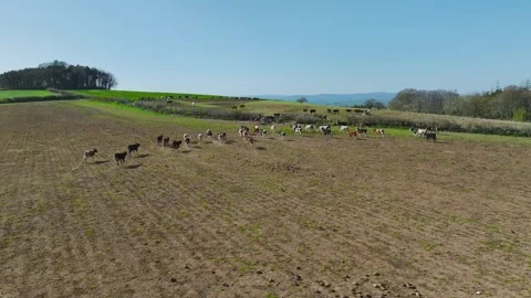 Cows and Bulls on Devon Fields and Farms from a drone, English Village 스톡 동영상 306551460