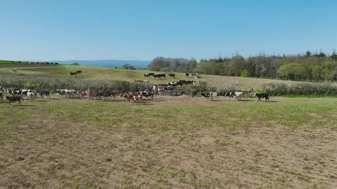 Cows and Bulls on Devon Fields and Farms from a drone, English Village 스톡 동영상 306551473