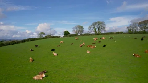 Cows and Bulls on Fields from a drone, Torquay, Devon, England, Europe Stock Footage 164175177