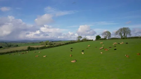 Cows and Bulls on Fields from a drone, Torquay, Devon, England, Europe 스톡 동영상 164175195